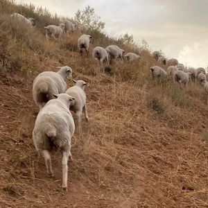 Meet your Posher, Trevor